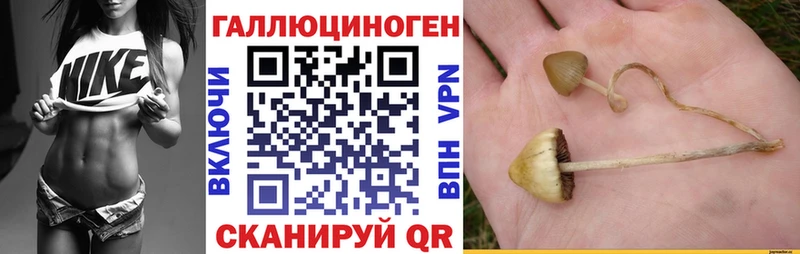 купить наркотик  Исилькуль  Псилоцибиновые грибы Psilocybine cubensis 